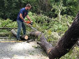 Reliable Caruthers, CA Tree Care Solutions