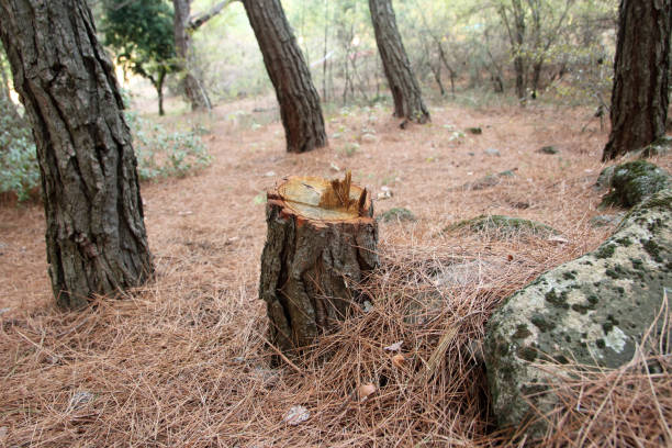 How Our Tree Care Process Works  in  Caruthers, CA